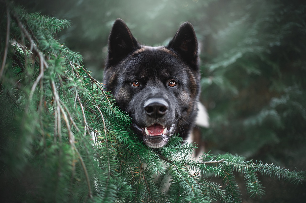 The Characteristics of Working Dog Breeds - More Than Just Pets